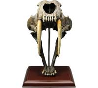 Réplica de calavera de tigre con dientes de sable, modelo de calavera animal multiusos 1:1, tigre dientes de sable Smilodon de resina for enseñanza médica, colección de arte, decoración de pintura.