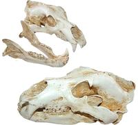 Réplica de cráneo de oso polar de resina, modelo de cabeza, utilería cinematográfica, figura de anatomía de cráneo animal, herramienta educativa for consultorio veterinario