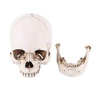 Réplica de cráneo humano, 1: 1, modelo de tamaño natural, resina, cabeza humana, réplica de cráneo, modelo anatómico de cráneo humano para decoración de Halloween, modelos médicos