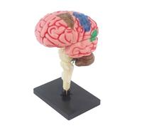 Réplica del cerebro 4D modelo de anatomía humana seguro que aquí está el título del producto para la estructura de la subasta, ayuda de enseñanza detallada, aprendizaje, aprendizaje quirúrgico, kit de