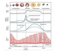 Reproductive System Anatomy Chart - Menstrual Cycle Hormones Poster, Science & Biology Classroom Wall Decor(Unframed,16x24inch(40x60cm))