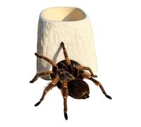 Reptile Cave - Easy To Clean Ceramic Reptile Shelter - Spider Cave - For Home Indoor Tank Terrarium Leopard Geckos Snakes Lizards Spiders