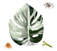 Reptile Jumping Spider - Toy Realistic Terrarium Accessory Lifelike Suction | Cup Mount Flexible Display Feature Engaging Enrichment Décor for Terrarium, Plants Grow or Propagate