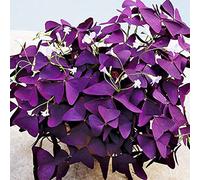 Resistente al invierno para exterior, tolerante a la sequía, multicolor de alto rendimiento, de fácil cuidado, fácil de cultivar, amigable con las abejas, -15 Oxalis -I
