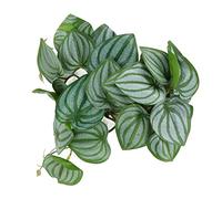 Restokki Reptiles Simulation Leaves Decoration Fake Leaves with Suction Cup Aquarium Reptile Tank