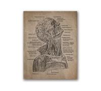 Resumen de anatomía humana abstracta impresiones y carteles Anatómicos Arte pared calavera Pintura Picture Doctor Office(202104NQ585C,A2 42x60cm No Frame)