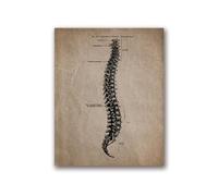 Resumen de anatomía humana abstracta impresiones y carteles Anatómicos Arte pared calavera Pintura Picture Doctor Office(202104NQ585E,A2 42x60cm No Frame)