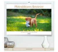 Retriever - Mit DIR hol ich die Sterne vom Himmel (hochwertiger Premium Wandkalender 2026 DIN A2 quer), Kunstdruck in Hochglanz: Sie sind ... sie für uns die Sterne vom Himmel holen!