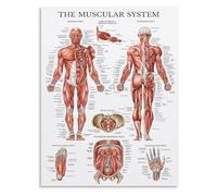 Retro Human Muscle Anatomy Diagram Canvas Wall-Art Vintage Anatomical Print for Study Room and Bedroom(Unframed,12x18inch(30x45cm))