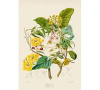 Retro Plants Illustrations - Art Puzzle - Juguetes De Desafío Personalizados para Adultos - Juegos Educativos Gifts - 1000 Piezas Rompecabezas Zx424Aw