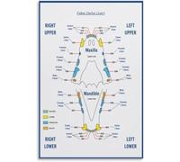 Retro Veterinary Feline Mouth Anatomy Chart Poster Canvas Print Ready to Hang Clinic Decoration