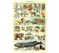 Retro Vintage Póster Impresión animales salvajes Identificación referencia educativo gráfico de pared Arte decoración