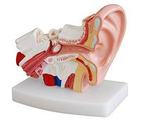 RETYLY Modelo de AnatomíA Del OíDo Humano 1,5 Veces Mostrando la Estructura de los óRganos de las Orejas Centrales y Externas Suministros de Ense？Anza MéDica