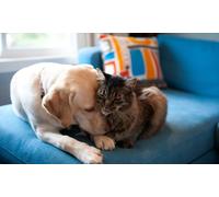 Revisión completa para perro o gato con vacuna contra la rabia