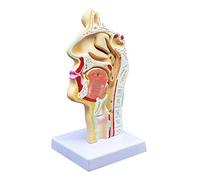 Rfeeuubft Modelo Anatómico Humano Nariz Cuello Anatomía Para Las Clases Científicas Estudios Pantalla Modelo Enseña