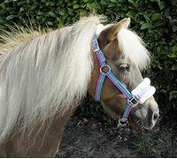 Rhinegold 323-turq Stripe SH Collar pequeño con Ribete de Piel Brillantes, Rayas turquesas, Mini Shetland
