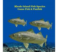 Rhode Island Game Fish and Panfish Species Kids Book: Great Book About the Different Types of Fish in Rhode Island