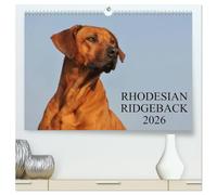 Rhodesian Ridgeback 2026 (hochwertiger Premium Wandkalender 2026 DIN A2 quer), Kunstdruck in Hochglanz: Eine der beliebtesten Hunderassen, der Rhodesian Ridgeback auf 13 faszinierenden Fotos