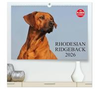 Rhodesian Ridgeback 2026 (hochwertiger Premium Wandkalender 2026 DIN A2 quer), Kunstdruck in Hochglanz: Eine der beliebtesten Hunderassen, der Rhodesian Ridgeback auf 13 faszinierenden Fotos