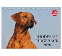 Rhodesian Ridgeback 2026 (Tischkalender 2026 DIN A5 quer), CALVENDO Monatskalender: Eine der beliebtesten Hunderassen, der Rhodesian Ridgeback auf 13 faszinierenden Fotos
