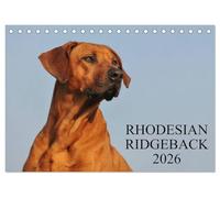 Rhodesian Ridgeback 2026 (Tischkalender 2026 DIN A5 quer), CALVENDO Monatskalender: Eine der beliebtesten Hunderassen, der Rhodesian Ridgeback auf 13 faszinierenden Fotos