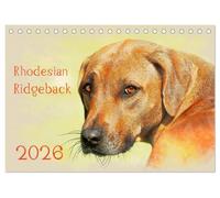 Rhodesian Ridgeback 2026 (Tischkalender 2026 DIN A5 quer), CALVENDO Monatskalender: Zwölf wunderschöne, großformatige Bilder von Rhodesian Ridgebacks ... haben, finden Sie in diesem Kalender.