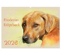 Rhodesian Ridgeback 2026 (Wandkalender 2026 DIN A2 quer), CALVENDO Monatskalender: Zwölf wunderschöne, großformatige Bilder von Rhodesian Ridgebacks ... haben, finden Sie in diesem Kalender.