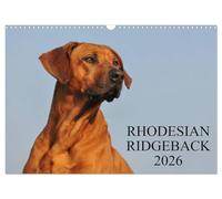 Rhodesian Ridgeback 2026 (Wandkalender 2026 DIN A3 quer), CALVENDO Monatskalender: Eine der beliebtesten Hunderassen, der Rhodesian Ridgeback auf 13 faszinierenden Fotos
