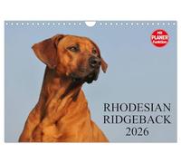 Rhodesian Ridgeback 2026 (Wandkalender 2026 DIN A4 quer), CALVENDO Monatskalender: Eine der beliebtesten Hunderassen, der Rhodesian Ridgeback auf 13 faszinierenden Fotos