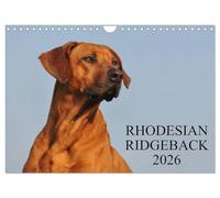 Rhodesian Ridgeback 2026 (Wandkalender 2026 DIN A4 quer), CALVENDO Monatskalender: Eine der beliebtesten Hunderassen, der Rhodesian Ridgeback auf 13 faszinierenden Fotos