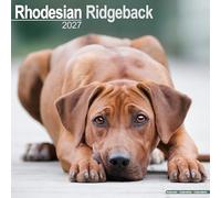 Rhodesian Ridgeback 2027 Calendar | Square Wall Calendar | Dog Breed Gift | Plastic Free Packaging | by Avonside Publishing