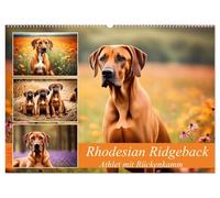 Rhodesian Ridgeback - Athlet mit Rückenkamm (Wandkalender 2026 DIN A2 quer), CALVENDO Monatskalender: Muskelpaket aus Südafrika