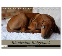 Rhodesian Ridgeback Augen-Blicke (Tischkalender 2026 DIN A5 quer), CALVENDO Monatskalender: Der beste Freund des Menschens