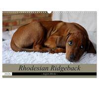 Rhodesian Ridgeback Augen-Blicke (Wandkalender 2026 DIN A3 quer), CALVENDO Monatskalender: Der beste Freund des Menschens