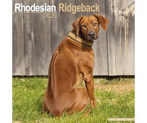 Rhodesian Ridgeback Calendar 2025 Square Dog Breed Wall Calendar - 16 Month