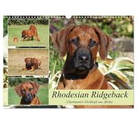 Rhodesian Ridgeback - Charmanter Dickkopf aus Afrika (Wandkalender 2026 DIN A3 quer), CALVENDO Monatskalender: Ridgebacks - Einfach tolle Hunde