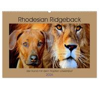Rhodesian Ridgeback der Hund mit dem Tropfen Löwenblut (Wandkalender 2026 DIN A2 quer), CALVENDO Monatskalender: Rhodesian Ridgeback, afrikanischer Löwenhund