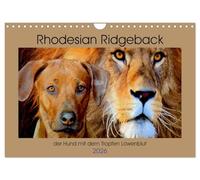 Rhodesian Ridgeback der Hund mit dem Tropfen Löwenblut (Wandkalender 2026 DIN A4 quer), CALVENDO Monatskalender: Rhodesian Ridgeback, afrikanischer Löwenhund
