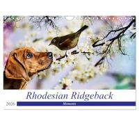 Rhodesian Ridgeback - Moments (Wandkalender 2026 DIN A4 quer), CALVENDO Monatskalender: Zauberhafte Momente