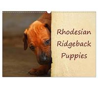 Rhodesian Ridgeback Puppies (Wall Calendar 2026 DIN A3 landscape), CALVENDO 12 Month Wall Calendar: A monthly calendar with photographs of Rhodesian Ridgeback puppies.