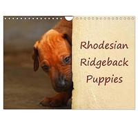 Rhodesian Ridgeback Puppies (Wall Calendar 2026 DIN A4 landscape), CALVENDO 12 Month Wall Calendar: A monthly calendar with photographs of Rhodesian Ridgeback puppies.