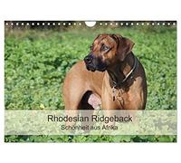 Rhodesian Ridgeback Schönheit aus Afrika (Wandkalender 2026 DIN A4 quer), CALVENDO Monatskalender: Faszination Rhodesian Ridgeback - Momentaufnahmen aus dem alltäglichen Leben