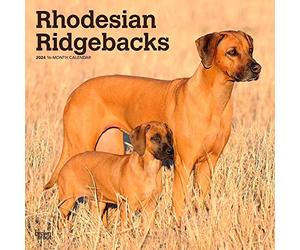 Rhodesian Ridgebacks | Calendario mensual cuadrado de pared 2024 de 12 x 24 pulgadas | BrownTrout | Animales razas de perros