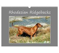 Rhodesian Ridgebacks (Wandkalender 2026 DIN A3 quer), CALVENDO Monatskalender: Ein hochqualitativer Foto-Kalender der Hunderasse "Rhodesian Ridgeback" ... in alltäglichen Lebenssituationen.