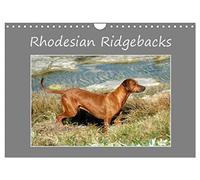Rhodesian Ridgebacks (Wandkalender 2026 DIN A4 quer), CALVENDO Monatskalender: Ein hochqualitativer Foto-Kalender der Hunderasse "Rhodesian Ridgeback" ... in alltäglichen Lebenssituationen.