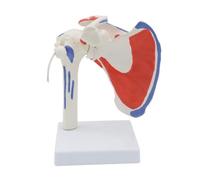 Ricardonty Modelo de Hombro Muscular, Modelo de Músculo de Articulación del Hombro Derecho de Anatomía, Modelo de Anatomía de Consultorio y Aula