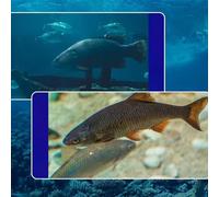 RichVibe Cámara de pesca subacuática Buscador de peces Pantalla IPS de 4.3 pulgadas Vista de 220 grados IP68 impermeable 15-50M Visión de cable para pesca en hielo mar lago (IPS + 30Mcamera)