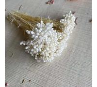 RIDAEX 8~15CM/12PC Flor de mijo Seca Natural conservada Flores pequeñas secas DIY