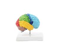 Right Hemisphere Of Brain Human Body Model Education Brain Model 1:1 for Student Teaching Study Assembling Model