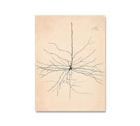Rikin Liuff Dibujo Neurona Santiago Ramón Y Cajal Póster Dibujo Neurona Láminas Vintage Santiago Ramón Y Cajal Lienzo Pintura Decoración Mural 40x65cm Sin marco